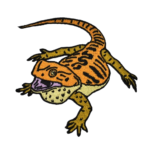 BeardedDragonPatch_1024x1024_2x-removebg-preview.png